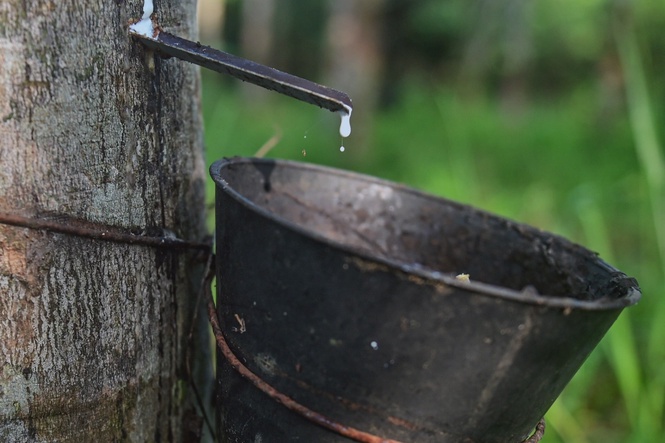 Image from: Smallholders account for 88.7 percent of country’s natural rubber production – Noraini