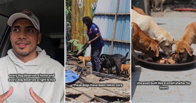 Elderly M’sian Woman Caring for Over 50 Strays Evicted from KL Land, Seeks Help to Save the Dogs