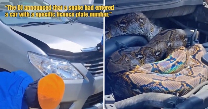 M’sian Attending KL Wedding Shocked After DJ Announces That a Python Had Slithered into Their Vehicle
