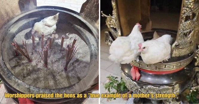 Temple Devotees Left In Awe After 3 Hens Turn Incense Burner Into “Maternity Ward”, Hatching 15 Eggs!