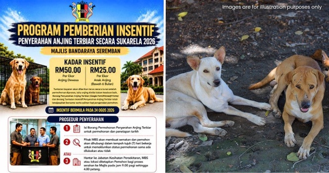 Seremban City Council to Offer Malaysians RM50 to Hand Over Stray Dogs, RM25 for Puppies