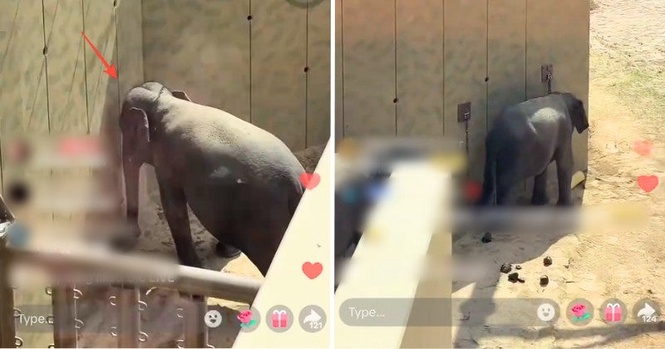 M’sians Concerned After TikTok Live Claims Local Elephants Huddled Near Walls To Seek Shade At Japan Zoo