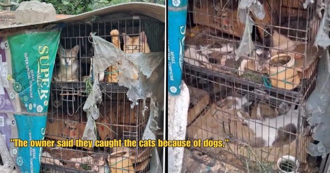 M’sian Raises Concern Over 20 Cats Kept In Cramped & Dirty Cages, Owner Says It’s To Protect Them From Dogs
