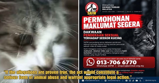 Malaysian Animal Association Calls for Immediate Probe Into Viral Video Allegedly Showing Man Sexually Abusing a Cat