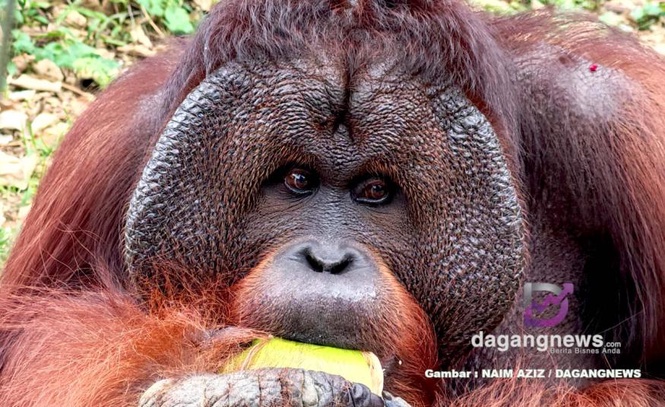 Image from: MK Land perkukuh konservasi orang utan, sasar perluas habitat sehingga 6 hektar