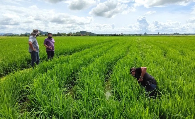 Image from: Belanjawan 2027: RM2.62 bilion untuk pesawah, insentif penuaian naik, elaun nelayan RM300 sebulan