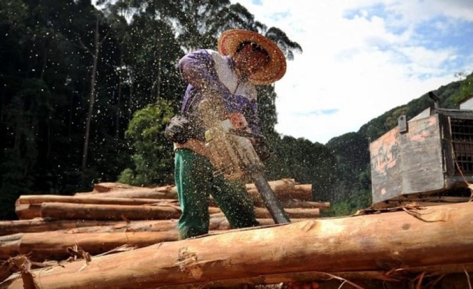 Image from: Persatuan Kayu Balak Sarawak gesa kerajaan tanggung sebahagian caj pengambilan pekerja asing FWTA RM1,854