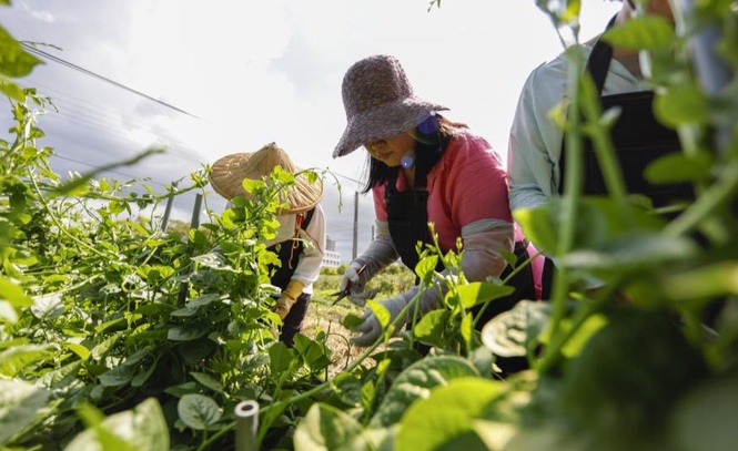 Image from: IRDA, PwC: Petani kecil berpeluang guna AI dan dron tanpa perlu modal besar menerusi JS-SEZ