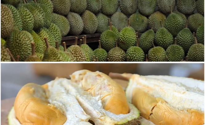 Image from: Malaysia cari laluan lebih murah untuk eksport durian ke China menerusi rundingan dengan Thailand, Laos, Vietnam dan Kemboja