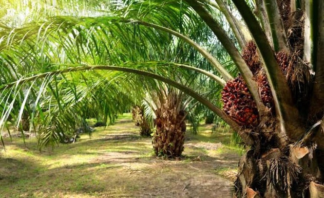 Image from: Isu tanah NCR antara cabaran utama pekebun kecil sawit Dayak di Sarawak