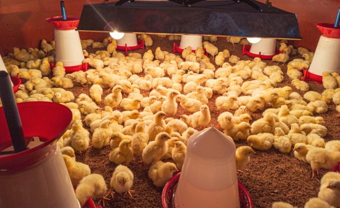 Image from: Industri ayam Malaysia bergantung 99.8% kepada jagung import, terdedah risiko kenaikan kos – MBSB Research
