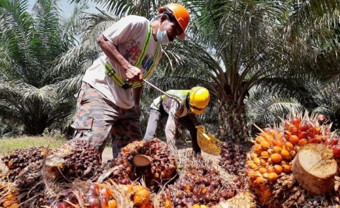 Image from: Kenaikan kos buruh susulan semakan gaji minimum dikhuatiri tekan sektor perladangan pada 2027 – RHB Research