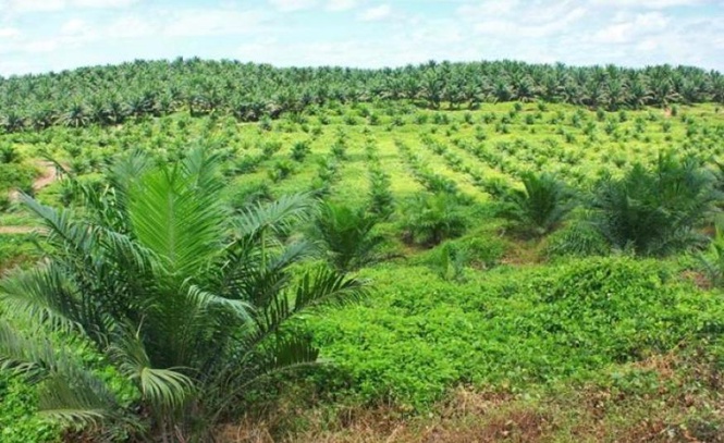 Image from: Titik panas melonjak, risiko El Niño bakal tekan hasil buah tandan segar sehingga 2027 - MBSB Research