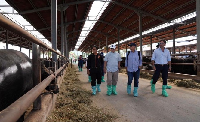 Image from: Pahang rancang bawa masuk 100 kerbau dari Itali tingkatkan pengeluaran Lembah Tenusu