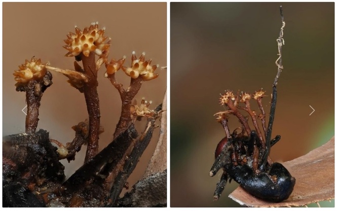 Discovery of world’s first fungus species in Danum