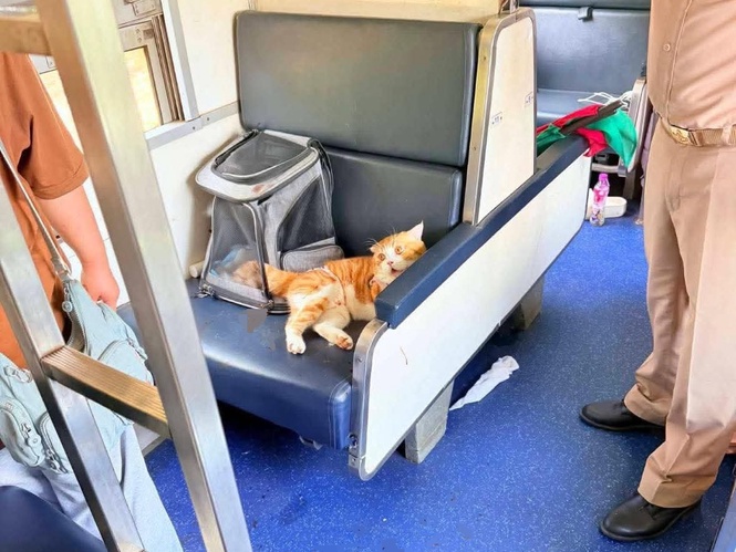 Orange cat blamed as Thai train delay sparks debate
