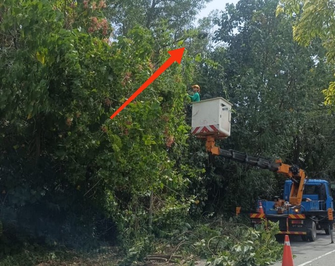 DBKK selenggara 731 pokok, pastikan lampu jalan tidak terlindung