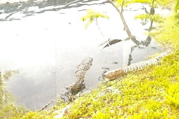Penduduk Kampung Petagas digesa waspada buaya