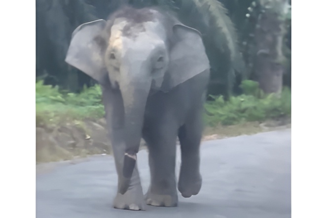 Video gajah cedera cetus kebimbangan baharu