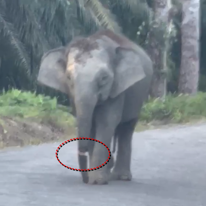 Minister concerned over injured Bornean elephant in Kalabakan