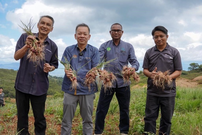 Kundasang berpotensi jadi hab pengeluaran bawang