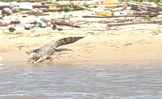 Buaya ditembak di Kg Petagas, penduduk tingkat tahap waspada