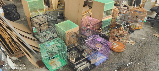 22 birds seized in Penampang operation, man held