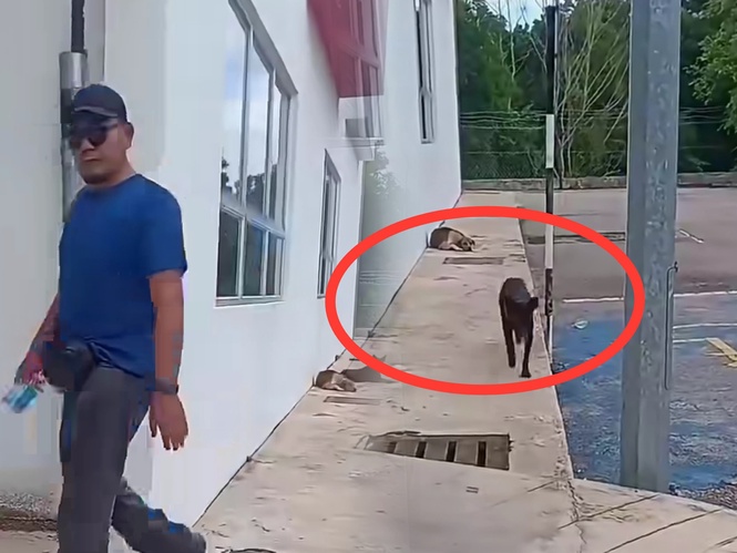 Man confronted over feeding stray dogs in shop-lot area