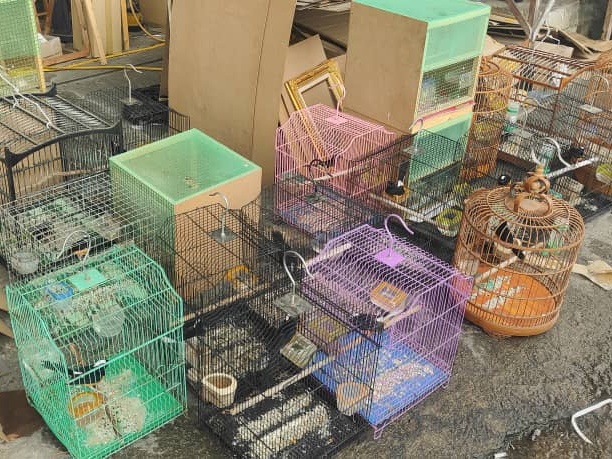 22 protected birds seized in Penampang raid