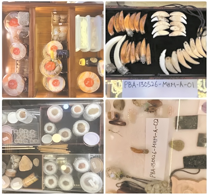 Illegal sale of wildlife parts: Man held