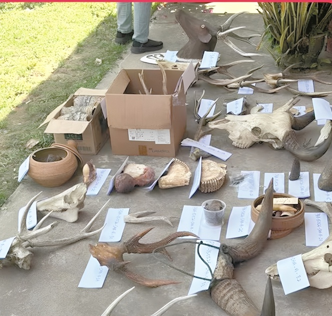Ex-forest ranger held over wildlife parts in Tuaran