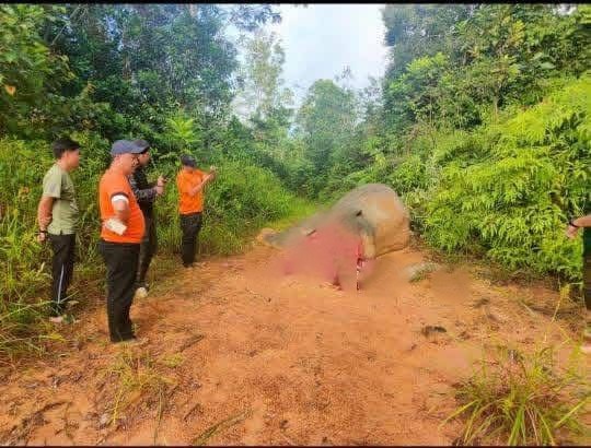 Bornean elephant found dead in Tongod with head and tusks missing