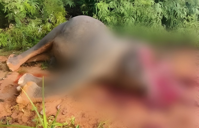 Jumbo found with head partly removed