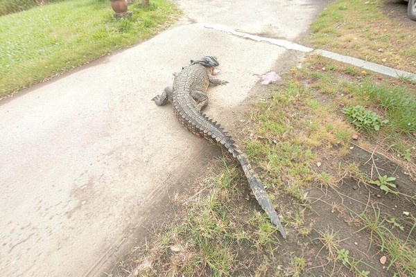 10-foot crocodile captured from river in Beaufort