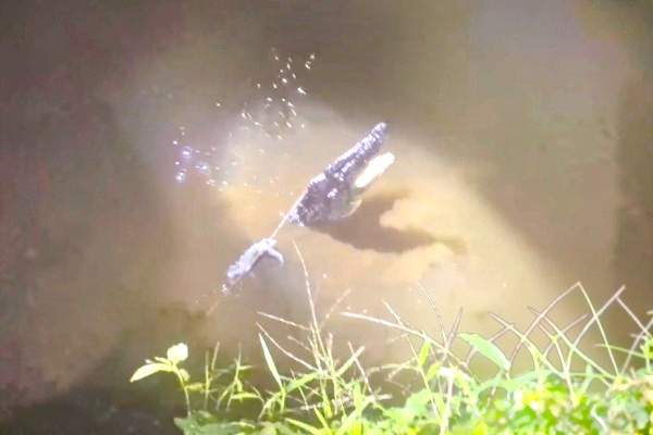 Buaya 10-kaki ditangkap di Sungai Kawang