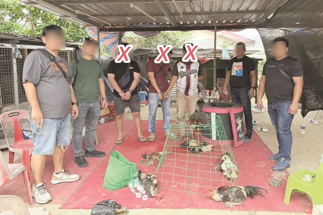 Live roosters seized, three men held in Penampang raid