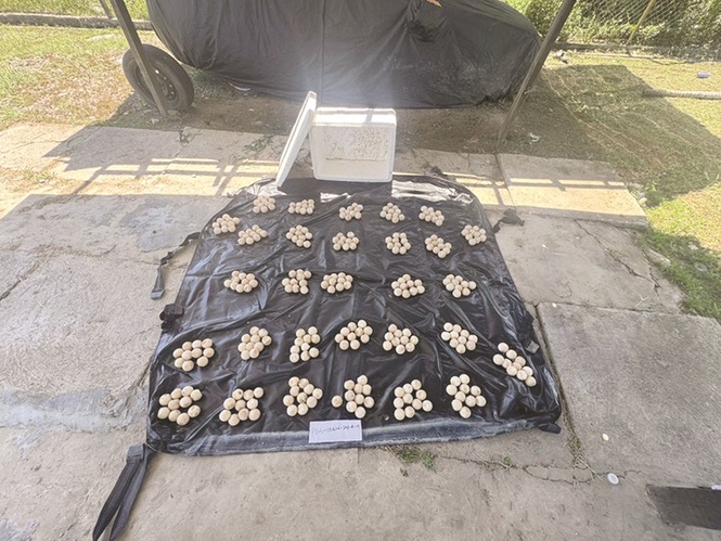 300 Green Turtle eggs seized in Tuaran