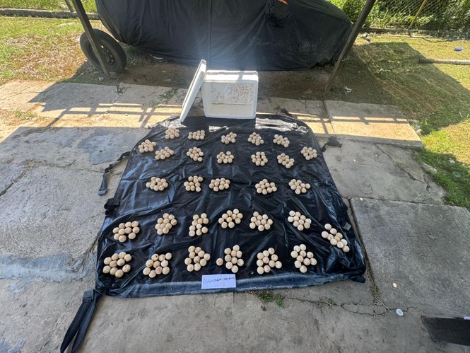 300 suspected turtle eggs seized in Tuaran raid