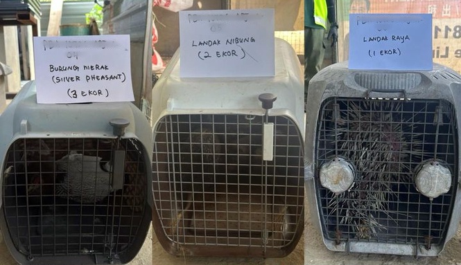 Man detained after wildlife seized in Penampang raid