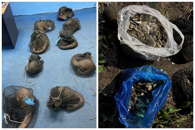 Filipino detained after seizure of pangolins, scales and suspected elephant tusk