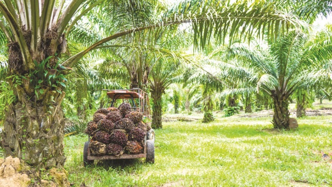 90pc oil palm in Sabah held by outsiders
