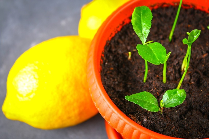 growing lemon trees from seeds