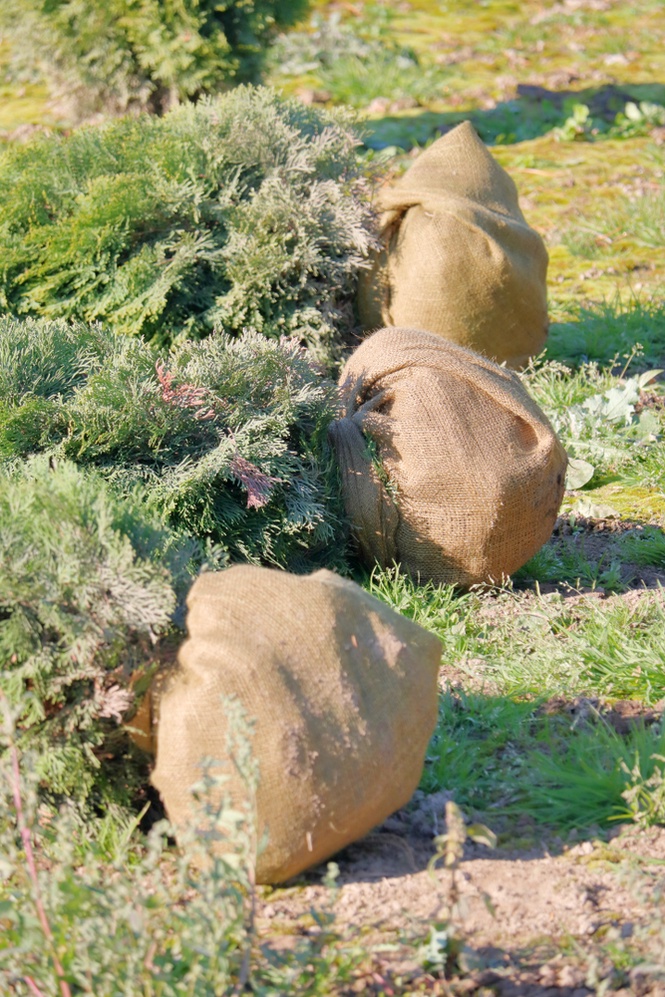 burlap uses for garden shrubs