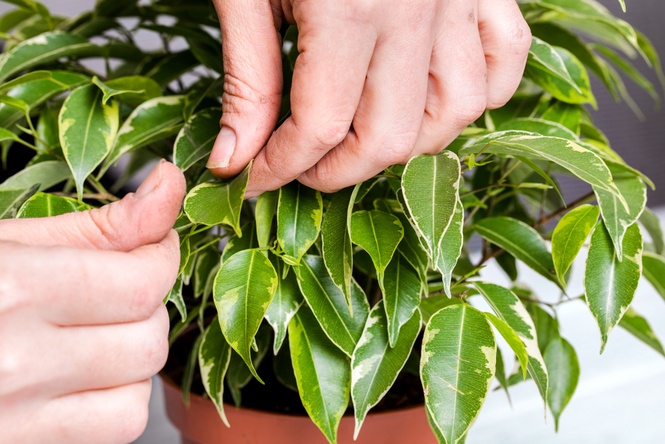 Bringing houseplants indoors for winter