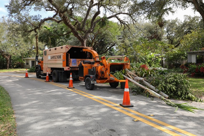 tree removal company