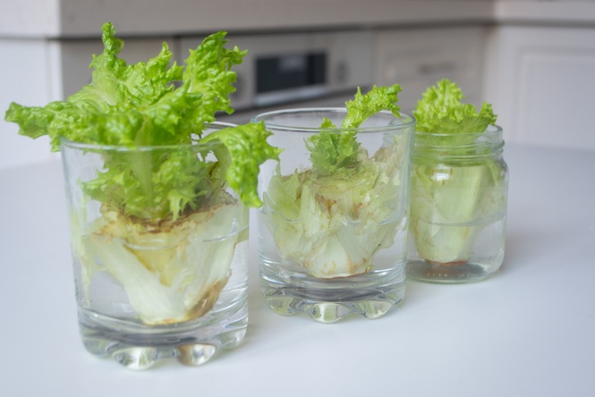 Growing lettuce from scraps
