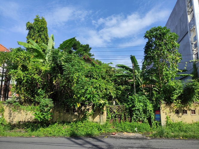 Why You Should Think Twice Before Planting Anything Along Your ...