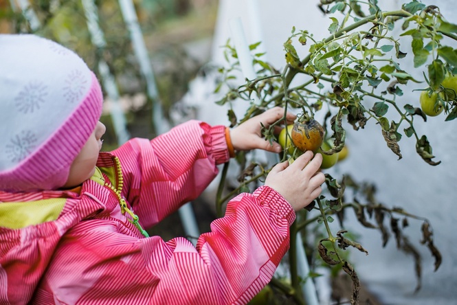 When to harvest tomatoes before frost