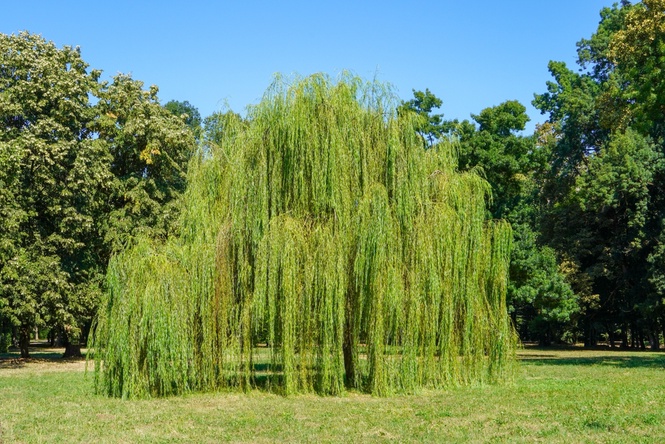 trees to avoid near house