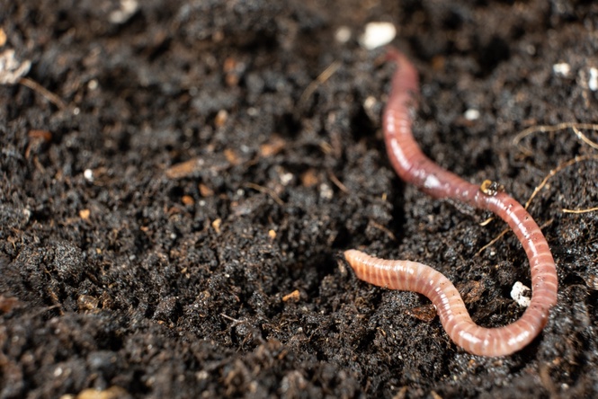 invasive jumping worms